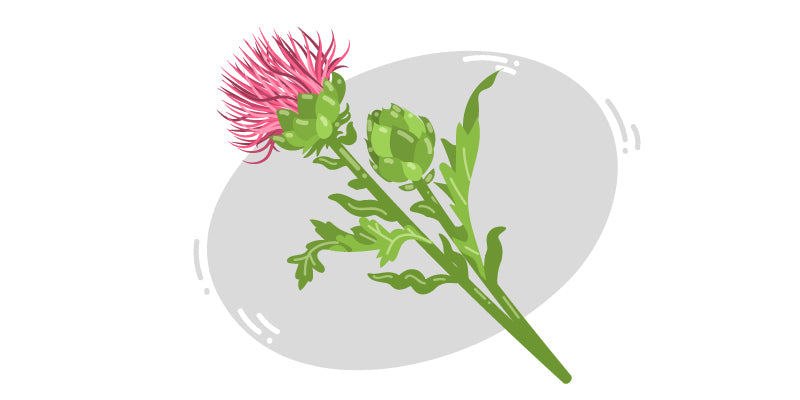 Artichoke (Cynara scolymus)