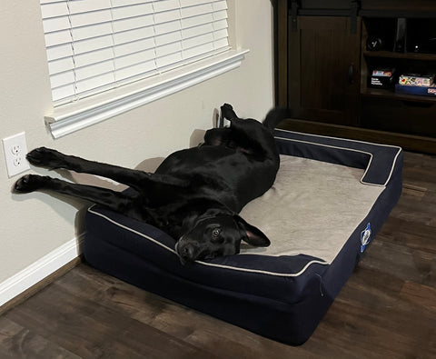Black dog black lab laying on Sealy dog bed