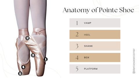 Basic Anatomy of A Pointe Shoe — DanceWear Corner