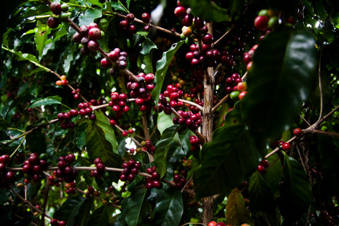 Arabica Coffee Varietal