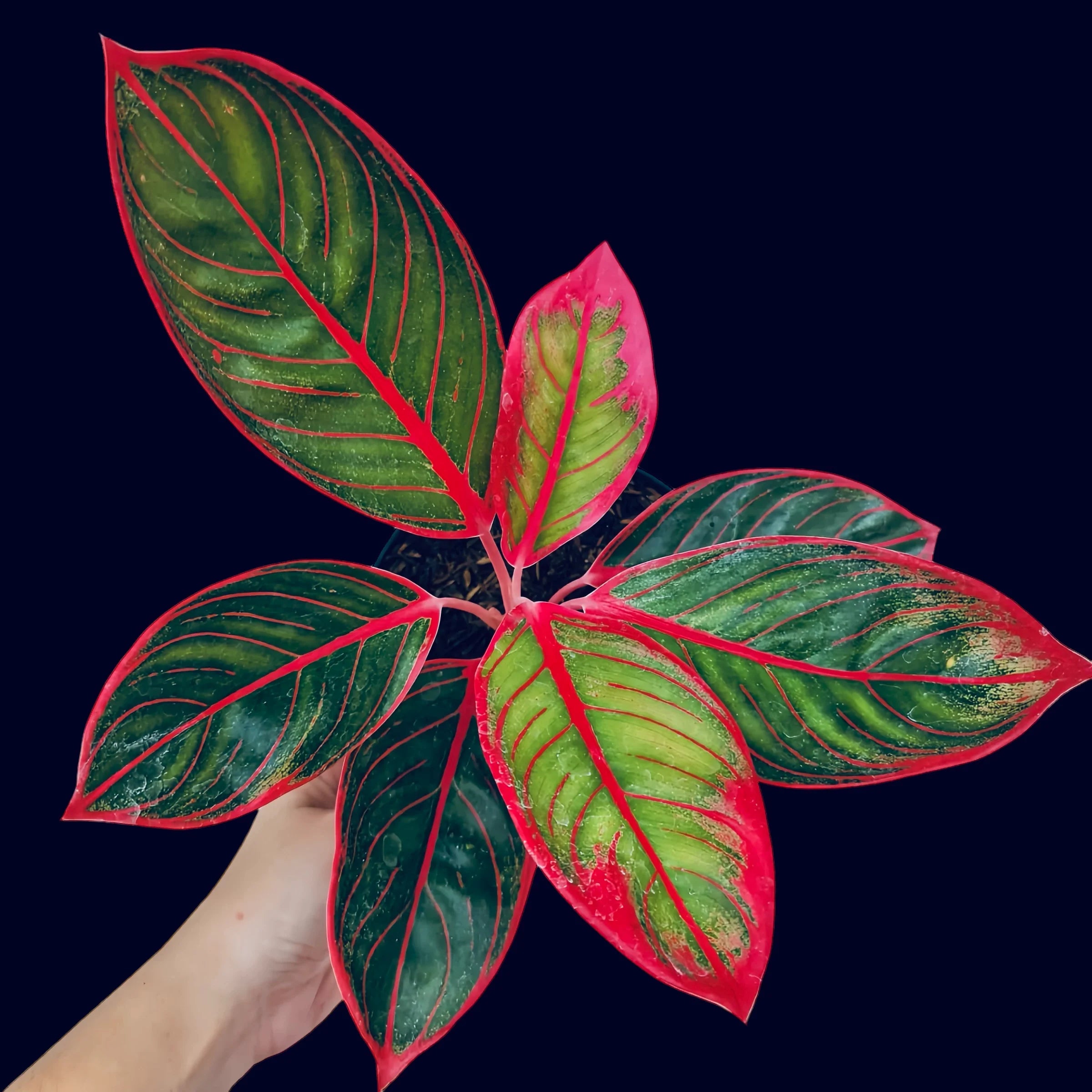 8 Rare Aglaonema Houseplants