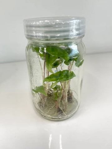 How To Propagate Alocasia Jacklyn - Tissue Culture