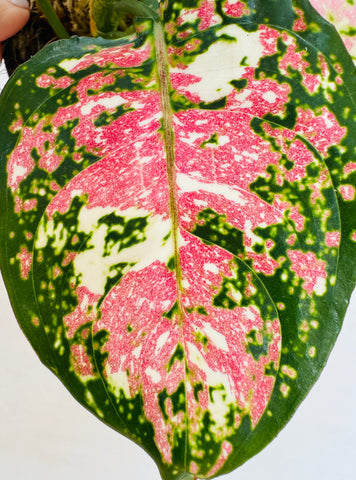 Aglaonema Anyamanee Tricolor - Plant Vault Encinitas California - rare houseplant for sale