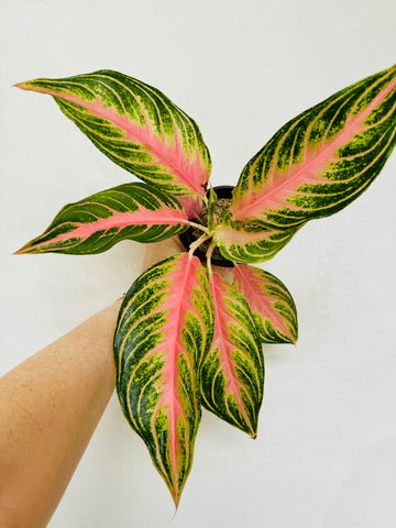 Aglaonema Pink Sunset - RARE