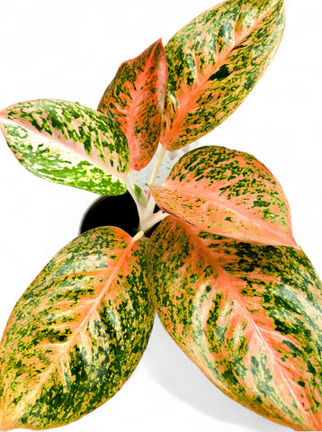 Aglaonema Orange Stardust