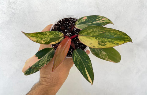 Strawberry Shake Philodendron - pink, yellow, and cream variegation