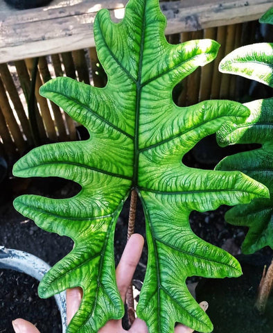 Alocasia Jacklyn Rare Indoor Houseplant For Sale - Plant Vault