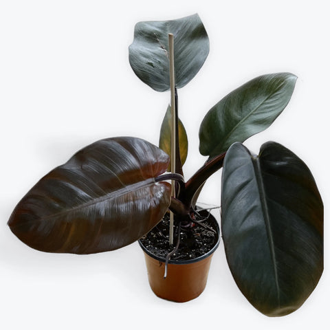 Philodendron Dark Lord for sale near me