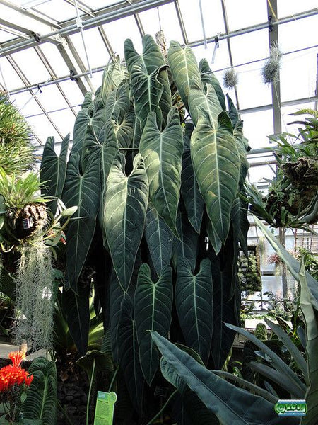 Philodendron Melanochrysum Care