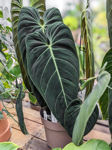 Philodendron Melanochrysum For Sale Near Me
