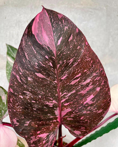 Philodendron Pink Princess Marble Galaxy for sale near me - San Diego California