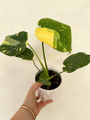 Monstera Thai Constellation for sale - cheap - Plant Vault