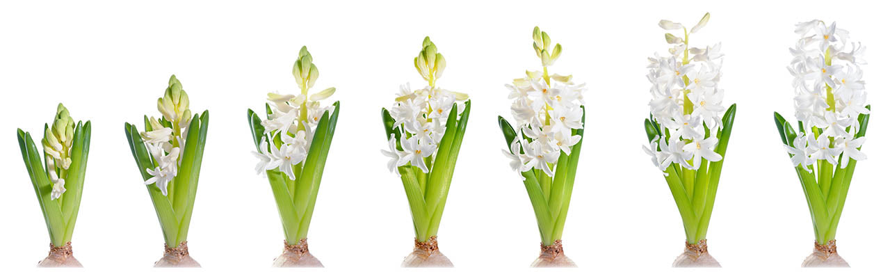 Time lapse sequence of flowers