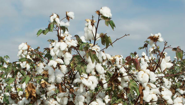 100% Peruvian Pima Cotton