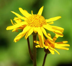 Arnica Flower Plant