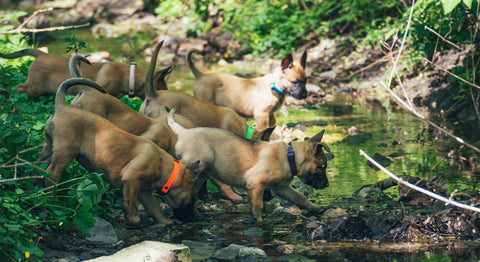 Kuvituskuva: koiranpennut tutkivat puroa