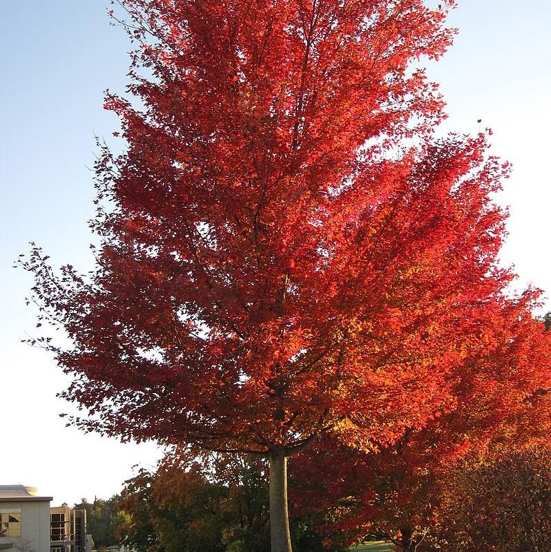 Acer Rubrum Brandywine Brandywine Red Maple Kings Sunset Nursery