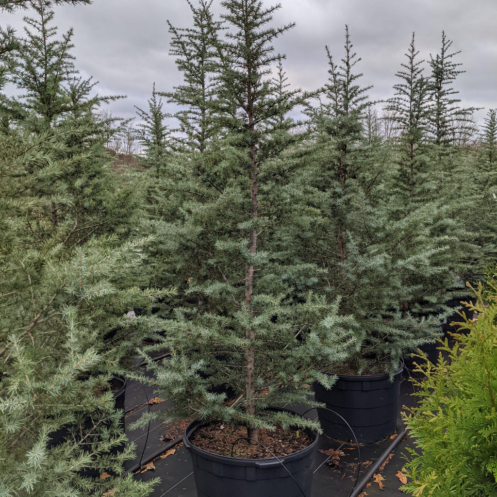 Juniperus virginiana 'Green Point' #3 (Eastern Red Cedar) - Scioto Gardens  Nursery