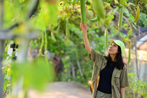 City Sprouts co-founder Simone Lim under the trellis touching a luffa gourd on our urban farm in Henderson.