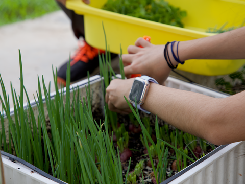 Volunteers helping beneficiaries harvest onions at our Growing for Good programme.