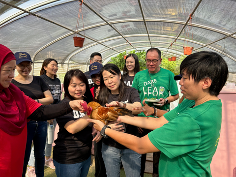 A group of corporates excitedly interacting with a chicken on a corporate bonding farm tour at City Sprouts.