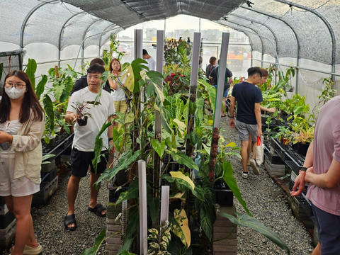 Christmas Plant Market Singapore