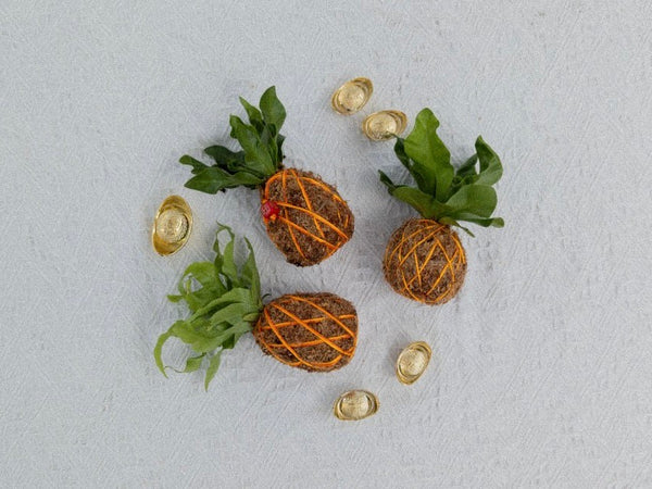 Pineapple-shaped Kokedama (moss balls used as planters) laid out across a white fabric backdrop. Pineapples are considered lucky fruit in Chinese culture for the Lunar New Year as the Chinese word for pineapple sounds like 'fortune coming your way'.