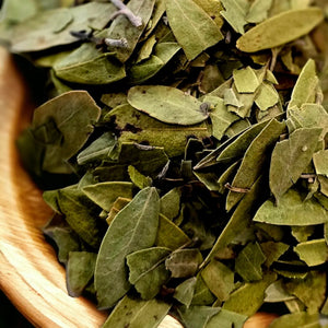 Uva Ursi Leaf - Sunflower Soul Apothecary