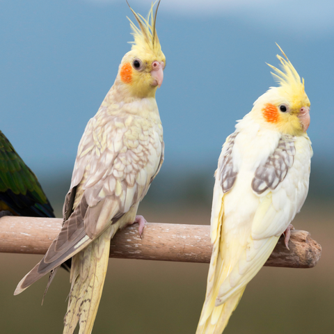 dangers of an all seed diet for cockatiels