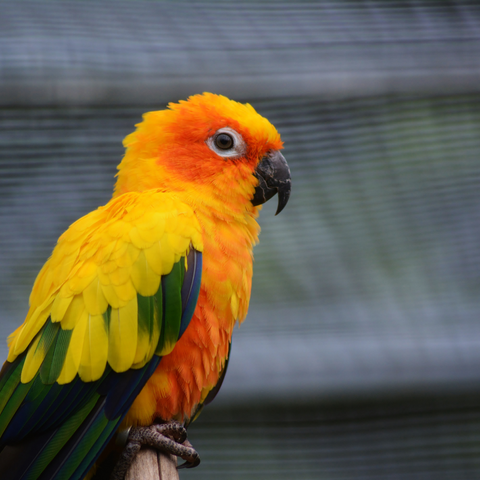Nutritional needs of parrots