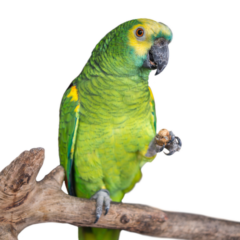 A colorful parrot perched on a tree branch, surrounded by a variety of fruits and vegetables.