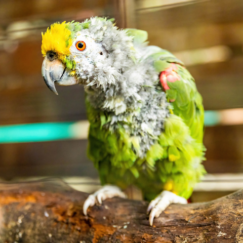 do parrots get sick from eating all seeds