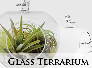 https://cdn.shopify.com/s/files/1/0628/8437/collections/glass_terrarium.jpg?v=1473962842