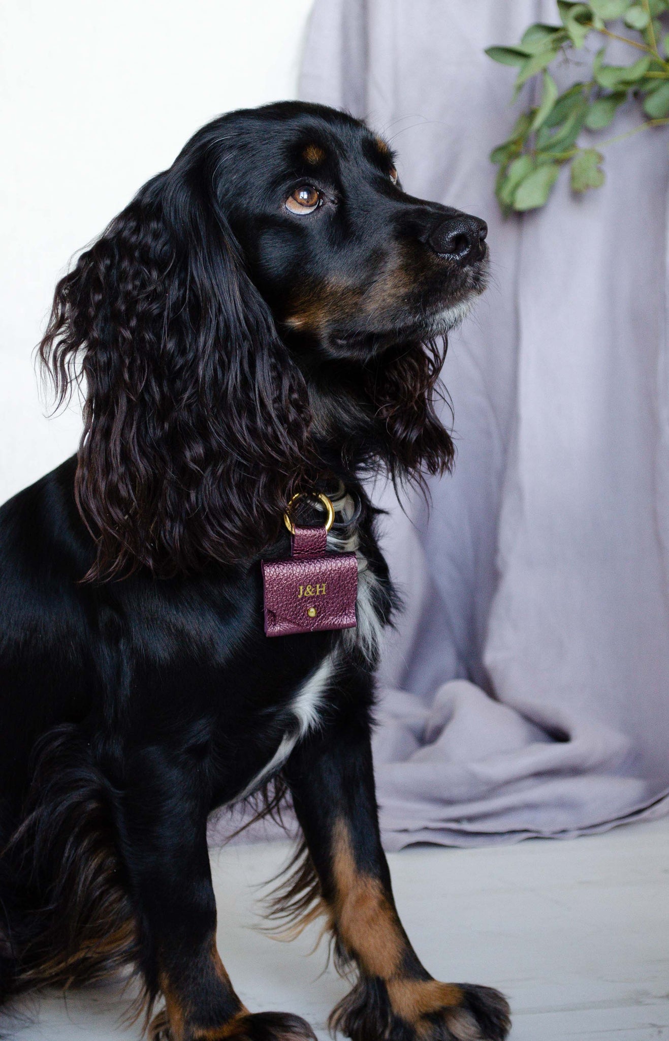 Black working cocker spaniel wearing a ring bearer pouch for a wedding.