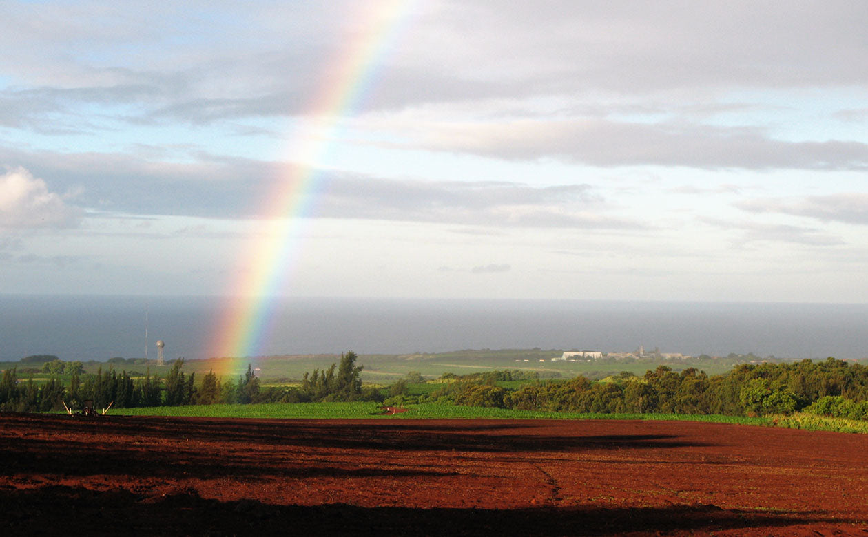 A bright rainbow shines down onto the kauai coffee orchard. The vast pacific ocean is visible in the background. 