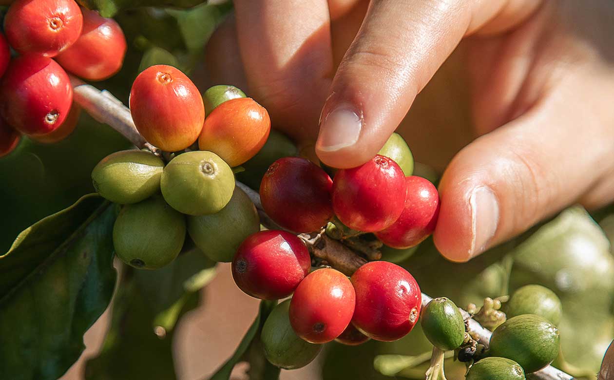 close up shot of a hand plucking a ripe red coffee cherry from a kauai coffee tree
