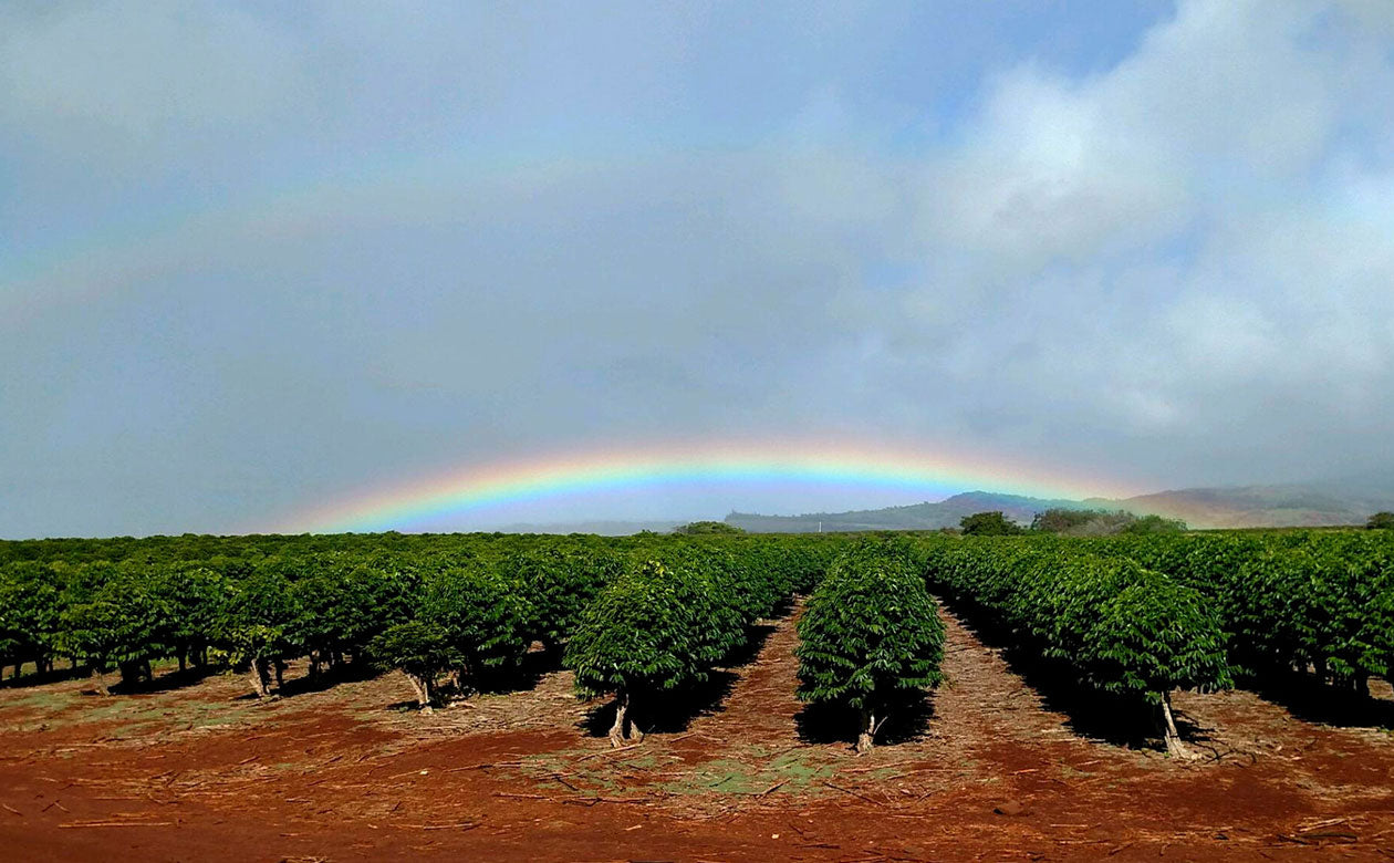 a rainbow arches across the kauai coffee farm