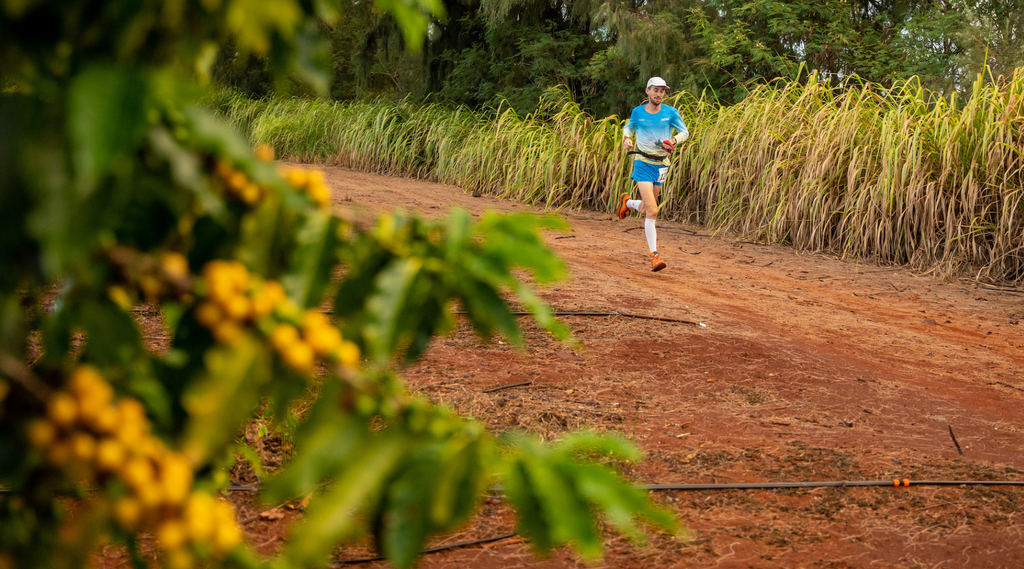a runner on the Kauai 50  loop through the Kauai Coffee Estate with ripe yellow coffee cherries in the foreground