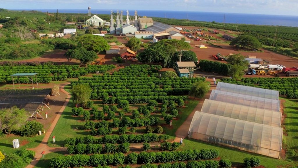 Kauai coffee display orchard and processing facility
