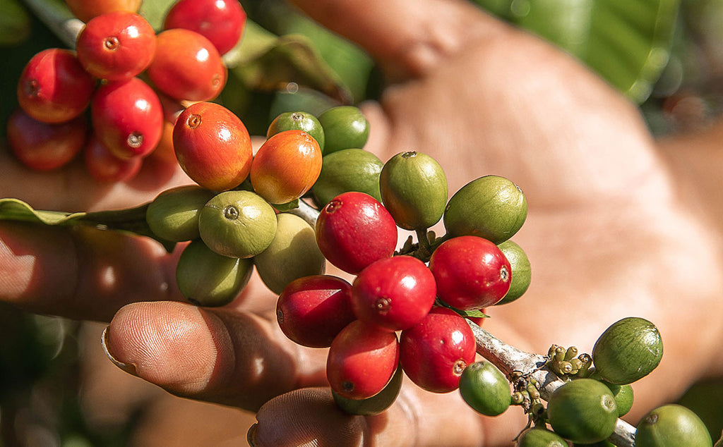 red kauai coffee cherries on a tree