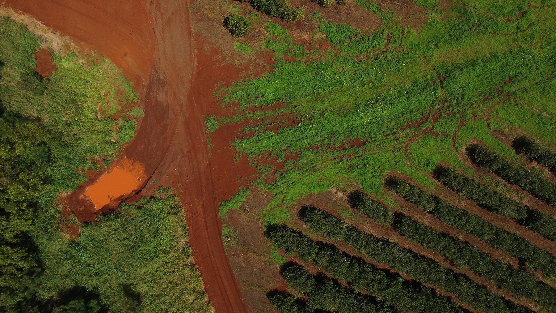 drone image of the kauai coffee farm