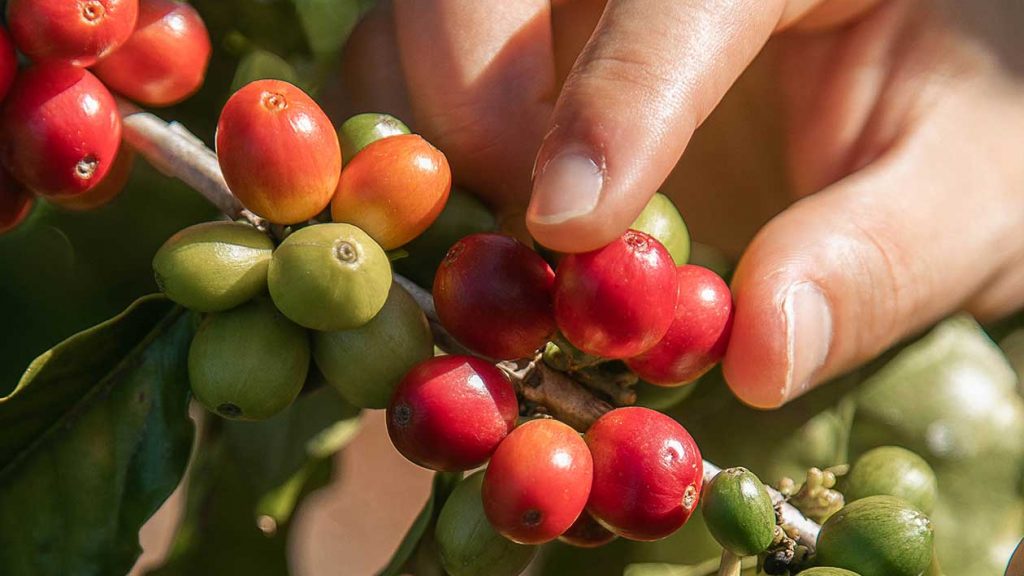 kauai coffee cherries on the tree. They are bright red and ripe