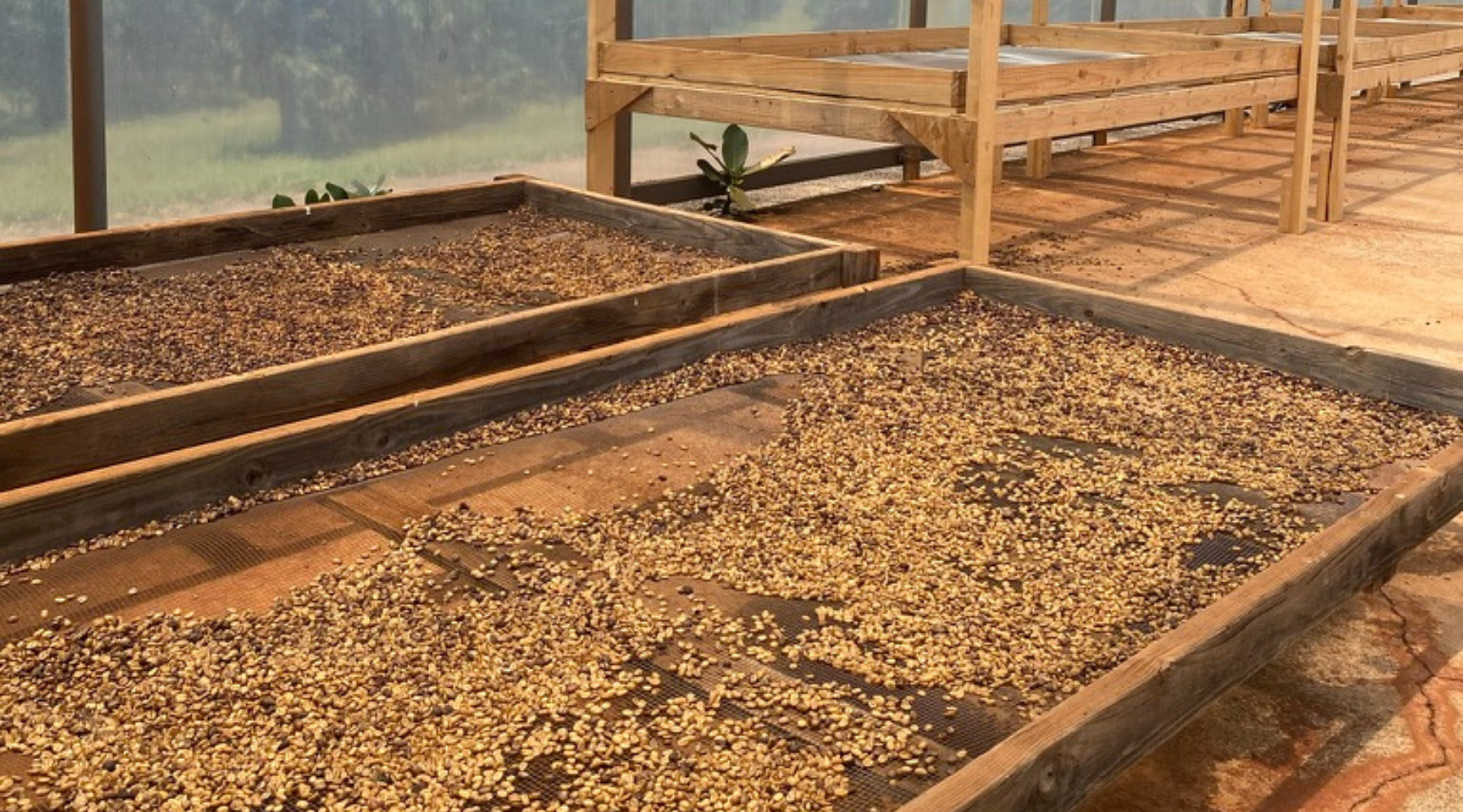 kauai coffee beans dry on an outdoor rack at the visitor center