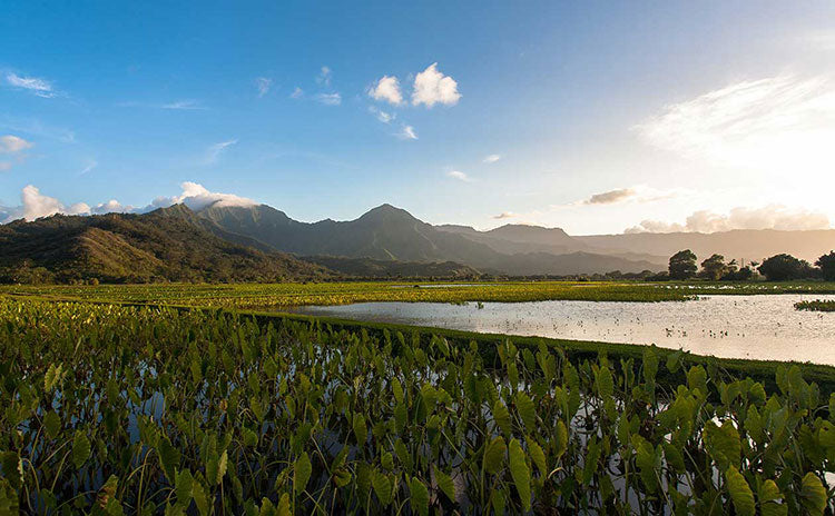 a scenic shot of the Hanalei valley on the island of kauai. The sun is setting and illuminating the taro fields. 