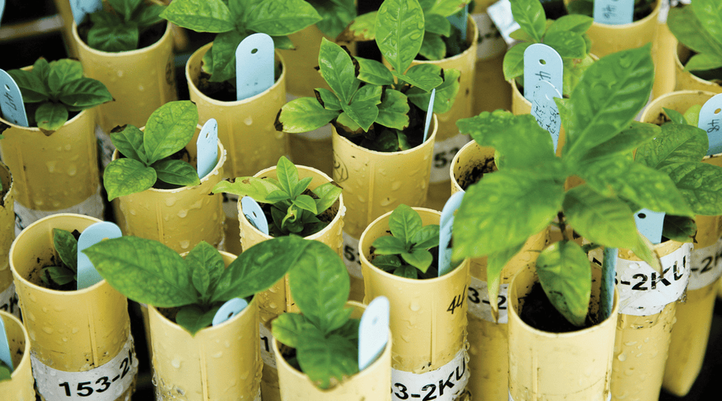 coffee seedlings