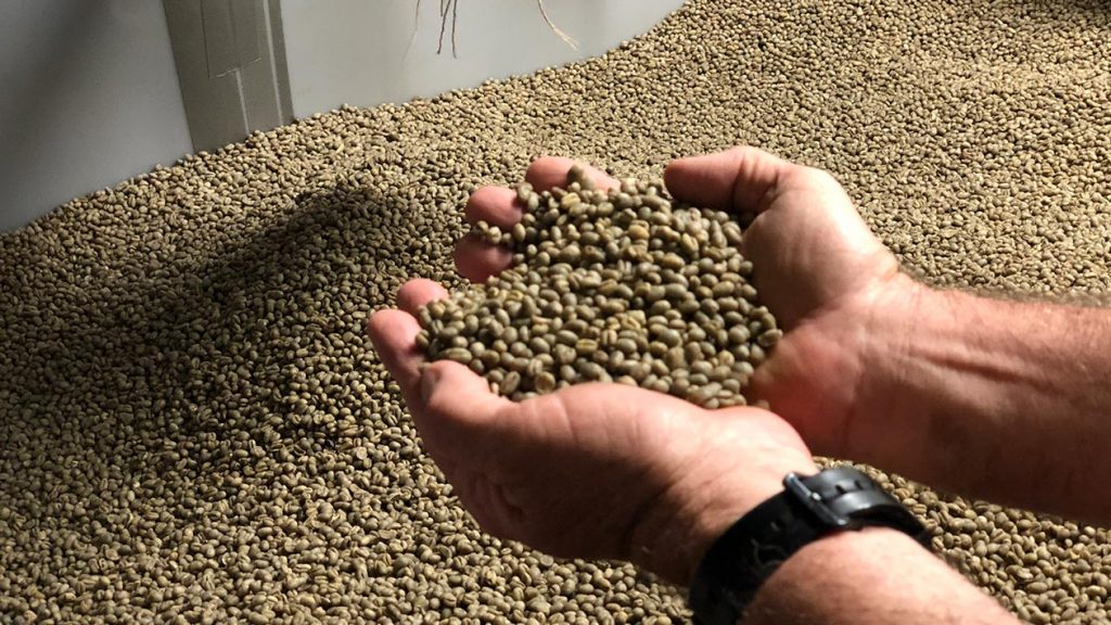 two hands hold a large handful of processed coffee bean. They are a light green color because they have not been roasted yet