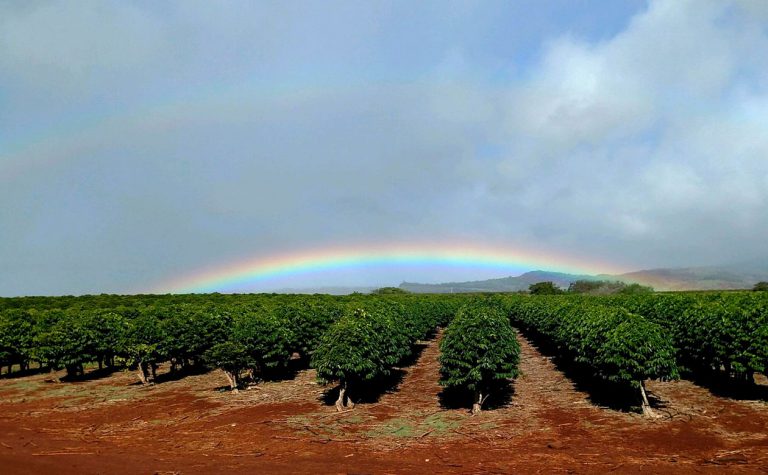rainbow over the kauai coffee orchard