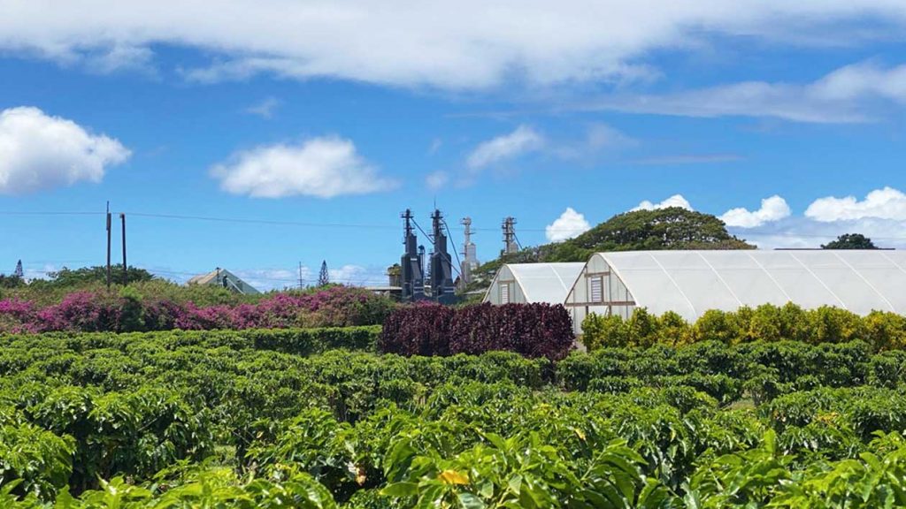 The kauai coffee display orchard is visible in the foreground with the towers of the processing center visible in the background. Everything is set against the backgrop of a bright blue sky