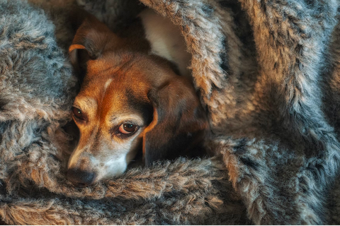 A senior dog wrapped in a cosy blanket 
