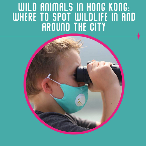 Wild animals in Hong Kong and where to find them